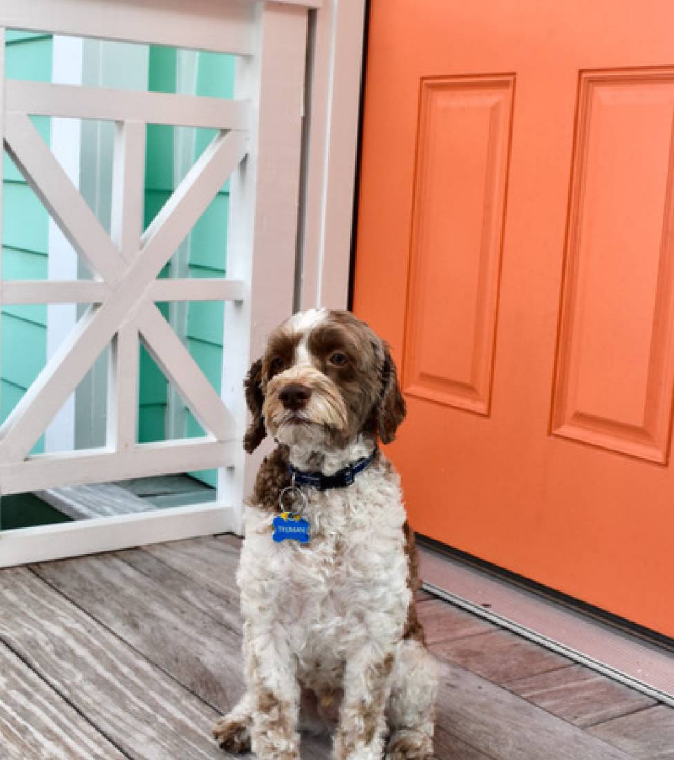 pet friendly rentals